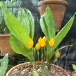 Orchidej-Lycaste