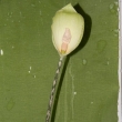 Květ amorphophallusu yunanensis