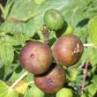 Ficus carica - fíkovník