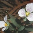 Trillium rivale - ilustr.foto