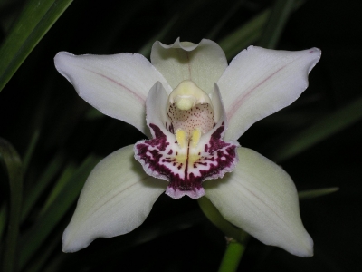 Orchideje a jiné exotické rostliny