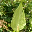 Arum italicum - květenství