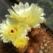 Notocactus sp.