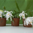 Coelogine cristata - kvetoucí mladé rostliny