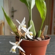 coelogine flaccida - orchidej(mladá rostlina)