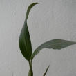 Coelogine flaccida-mladá rostlina