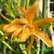 Dendrobium nobile hybr.