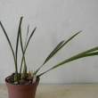 Coelogine graminifolia,syn. viscosa -mladá rostlina