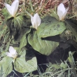 Trillium albidum - ilustr. foto