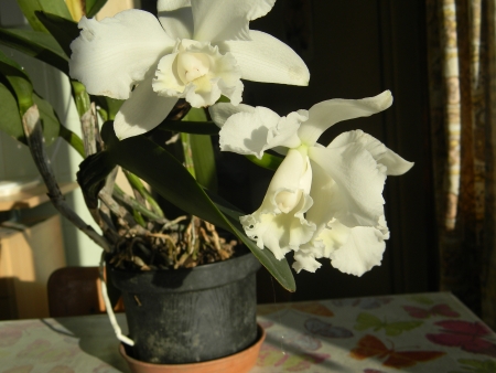 Catleya hyb. - orchidej
