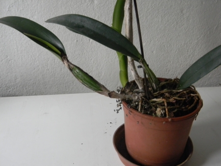 Catleya hyb, - orchidej