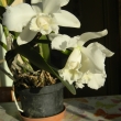 Catleya hyb. - orchidej