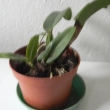 Catleya hyb.-orchidej