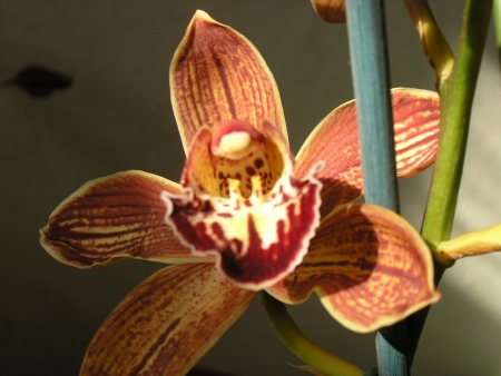 Cymbidium hyb. - orchidej