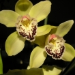 Cymbidium hyb. - orchidej